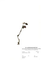 藏品(長壽花)的圖片